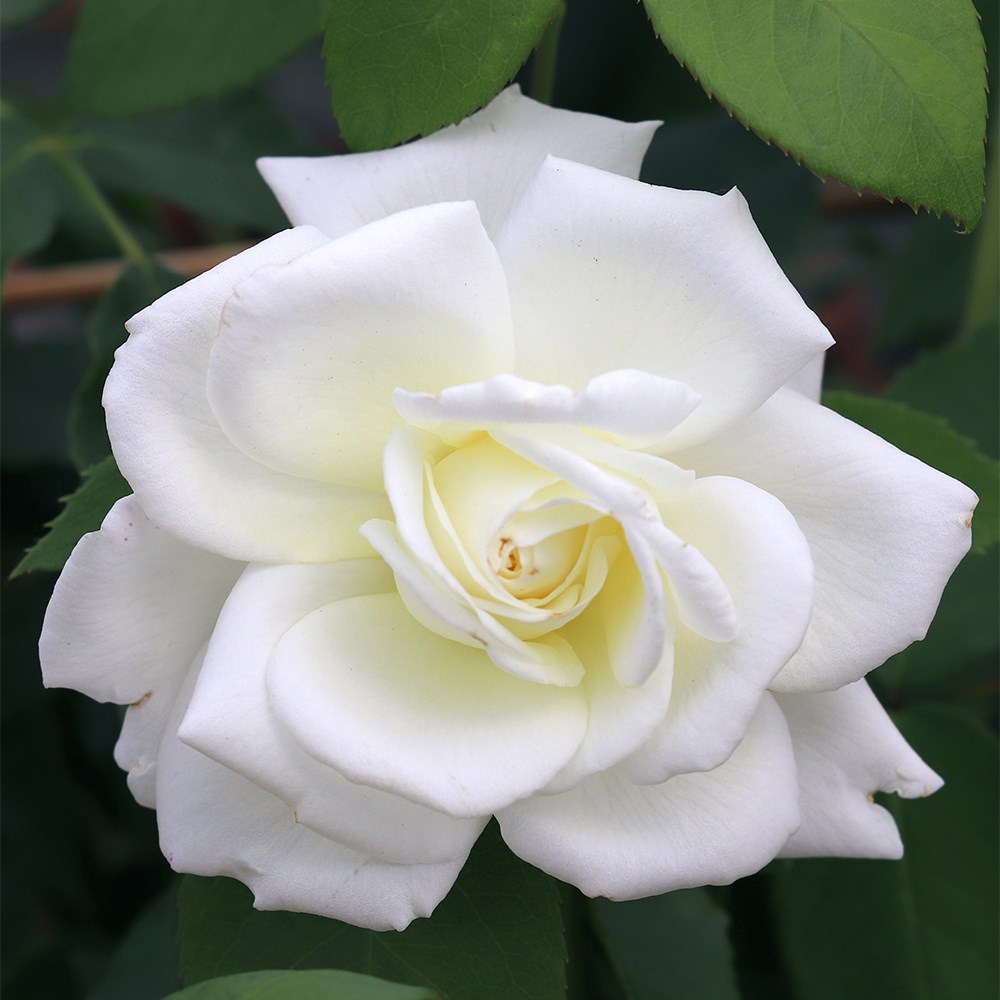 Rosa Sugar Moon | Hybrid Tea Rose