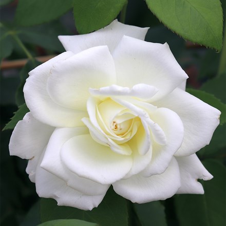 Rosa Sugar Moon | Hybrid Tea Rose