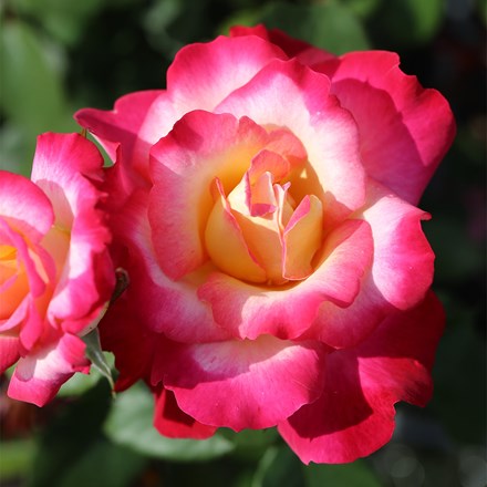 Rose of the Year 2025 - rose Youre My Everything (hybrid tea)