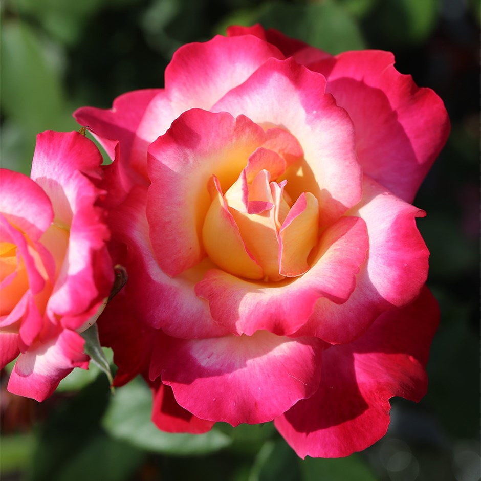 Rose of the Year 2025<br> Rosa Youre My Everything | Hybrid Tea Rose