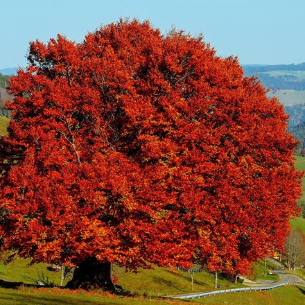 Fagus sylvatica