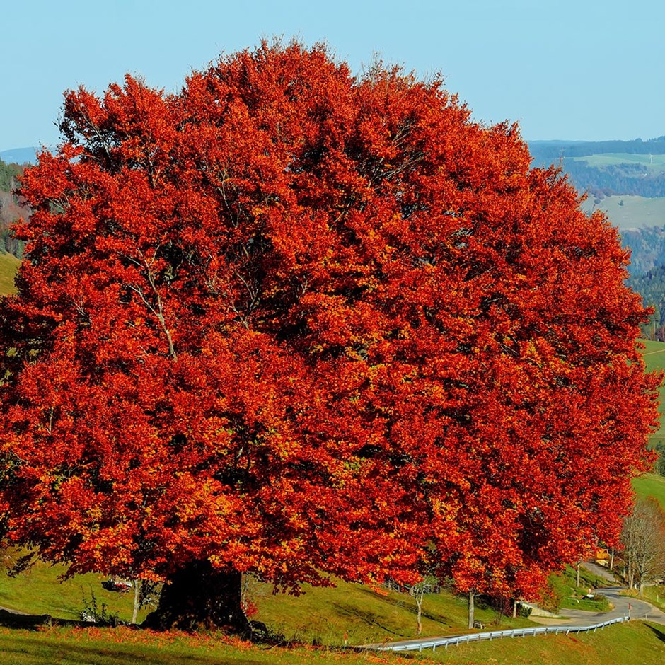Fagus Sylvatica | Common Beech