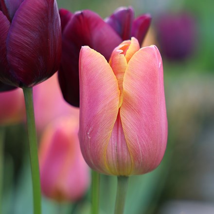Tulipa Jimmy | Triumph Tulip