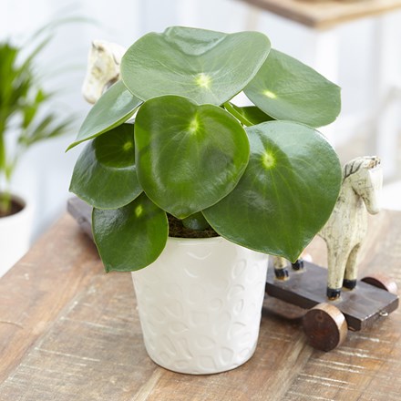 Peperomia polybotrya Raindrop