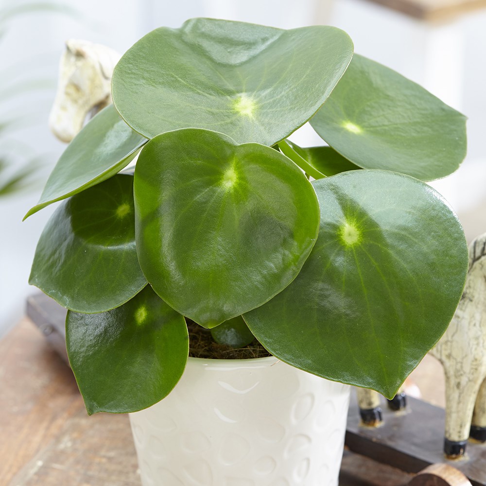 Peperomia polybotrya Raindrop