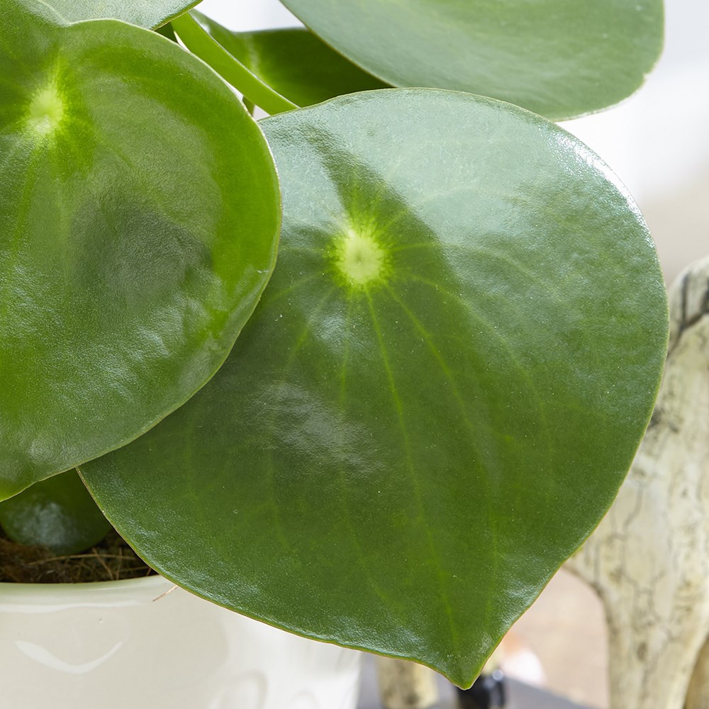 Peperomia polybotrya Raindrop
