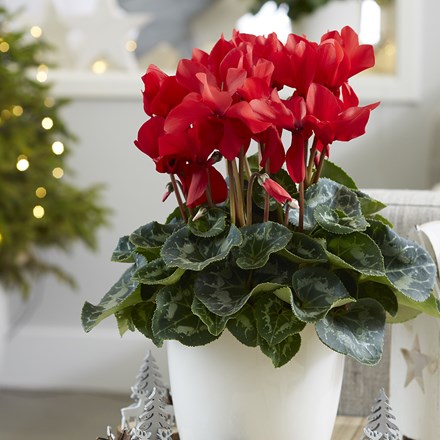 Cyclamen Rainier Scarlet (Rainier Series)