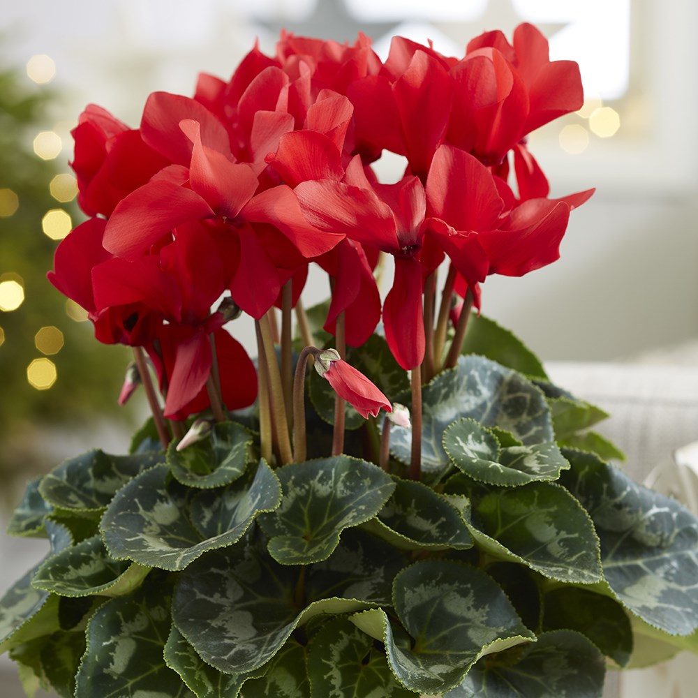 Cyclamen Rainier Scarlet | Cyclamen
