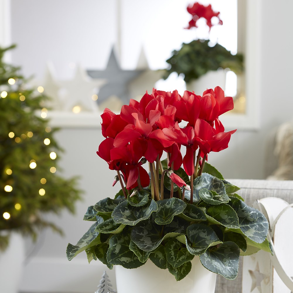Cyclamen Rainier Scarlet | Cyclamen