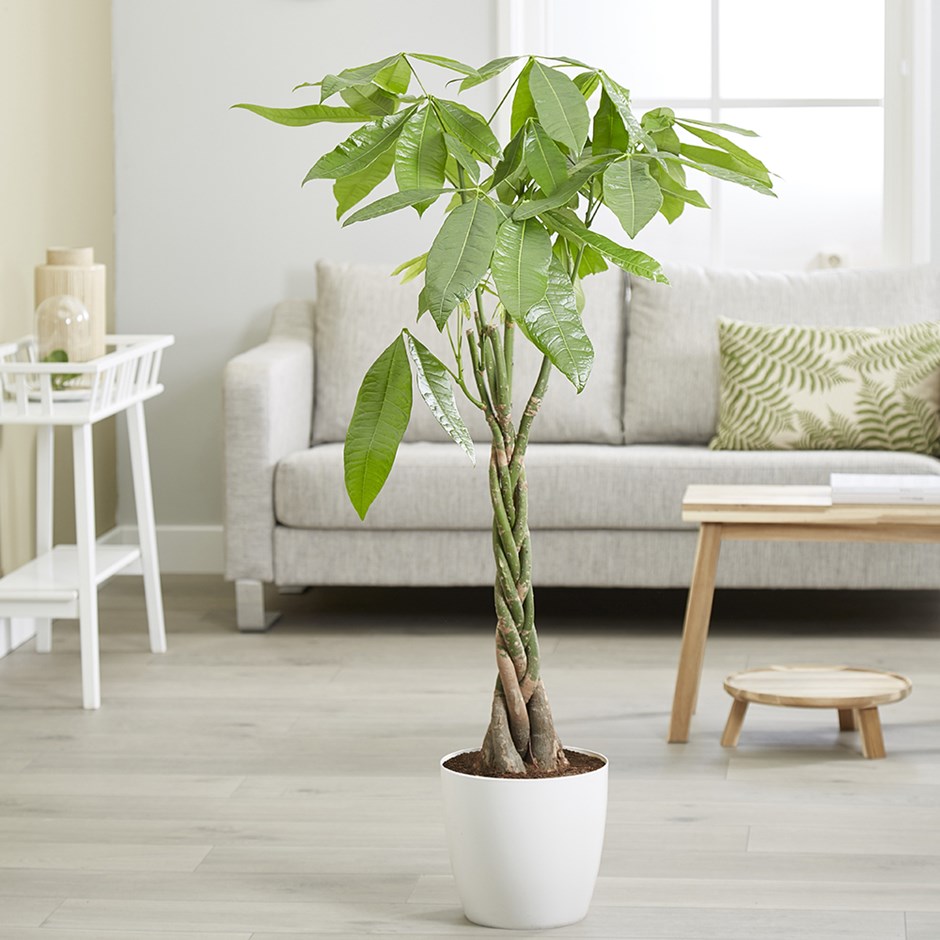 Pachira Aquatica | Money Tree
