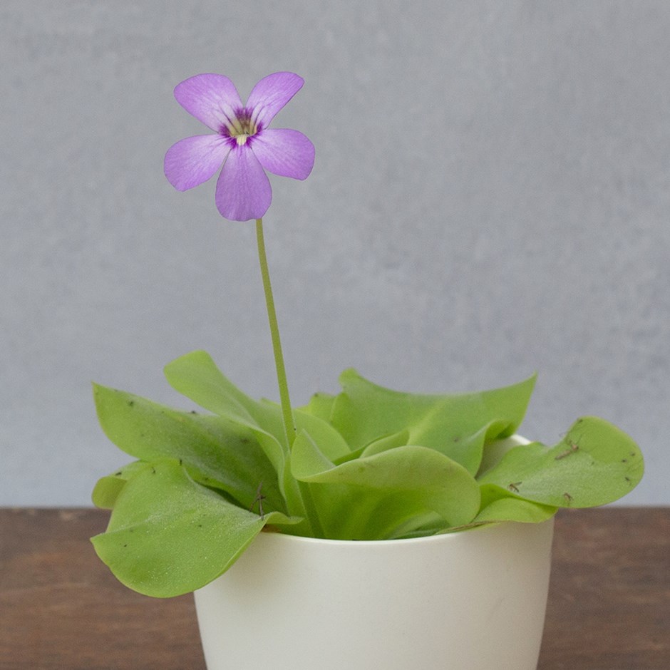 Pinguicula Tina | Butterwort
