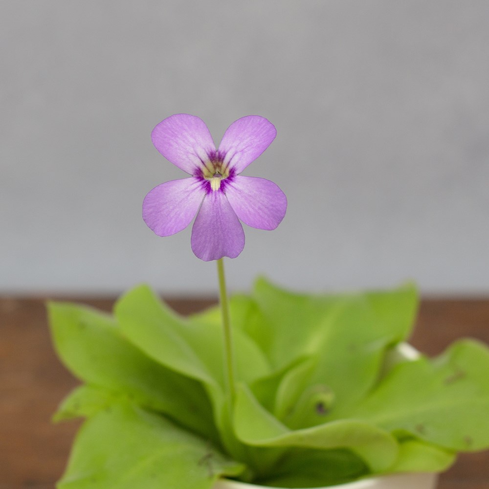Pinguicula Tina | Butterwort