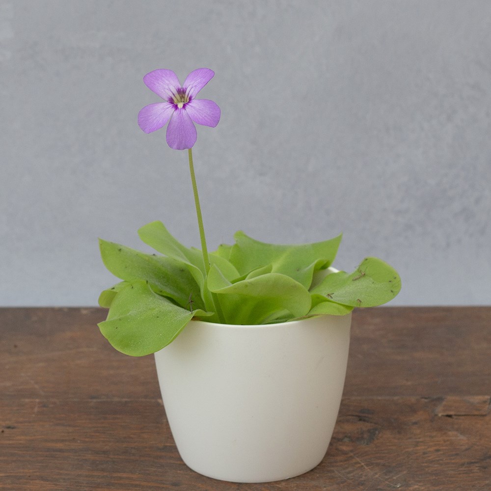 Pinguicula Tina | Butterwort