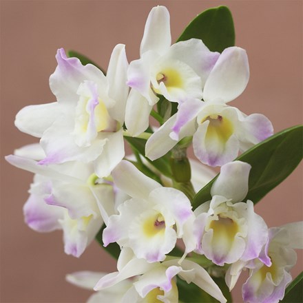 Dendrobium Kumiko