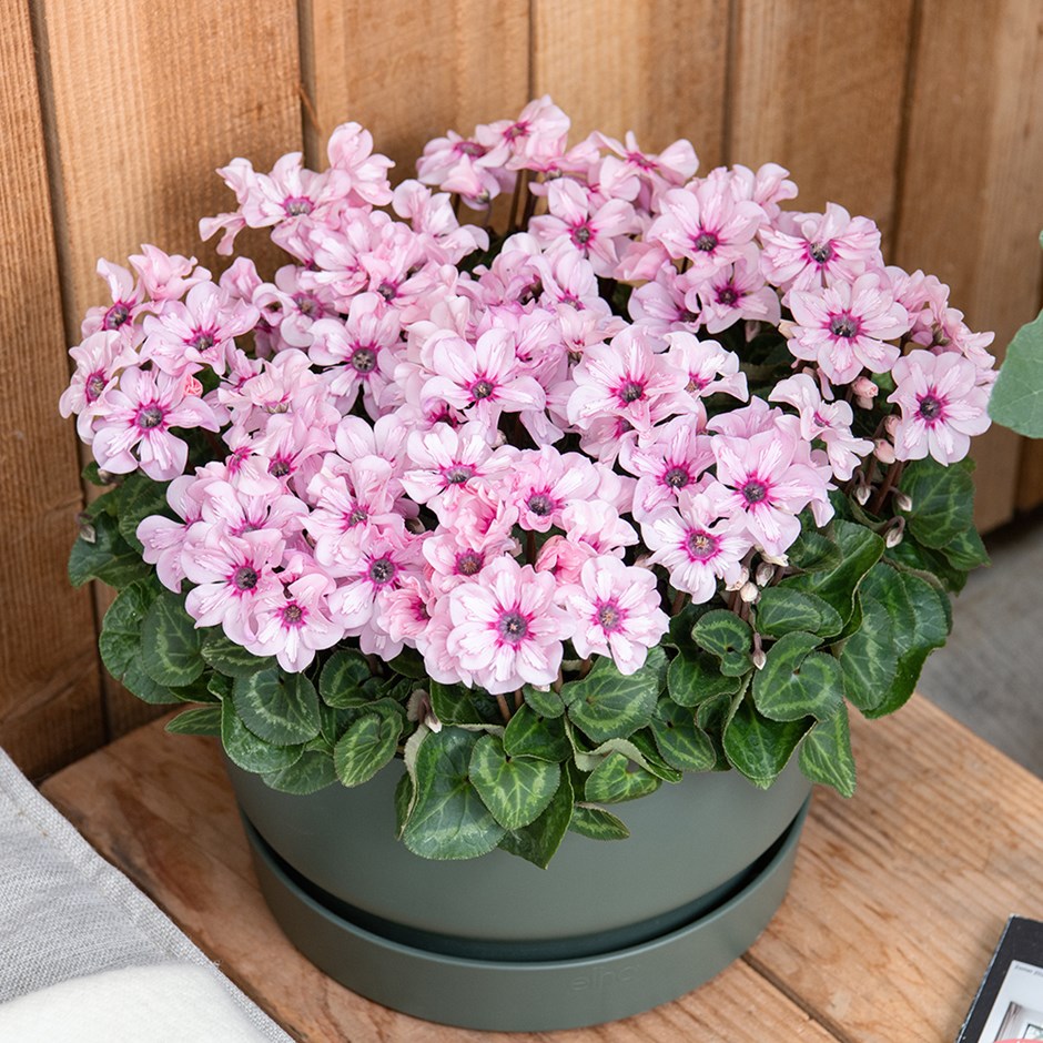 Cyclamen Illusia