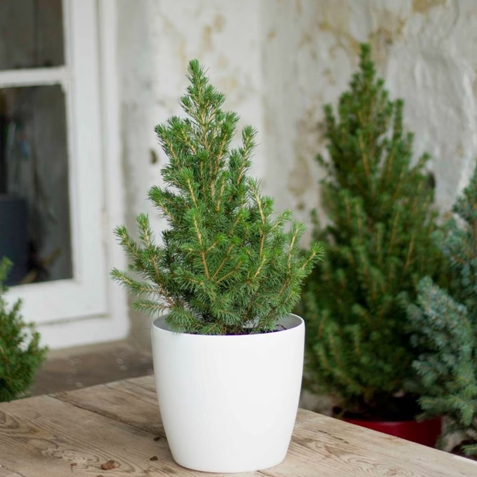 Tabletop Christmas tree in white pot cover