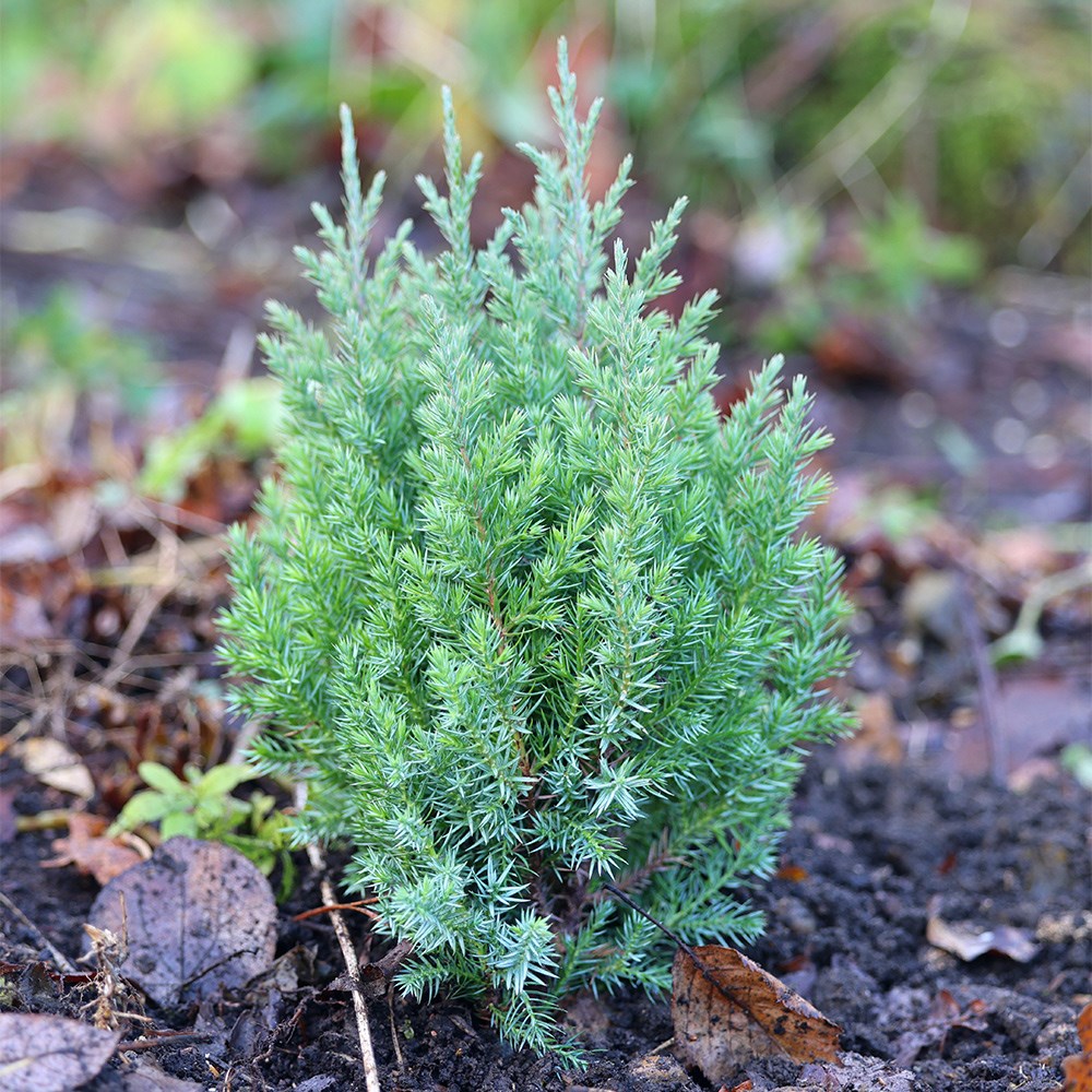 Juniperus Chinensis Pyramidalis | Chinese Juniper