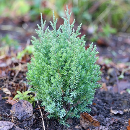 Juniperus Chinensis Pyramidalis | Chinese Juniper
