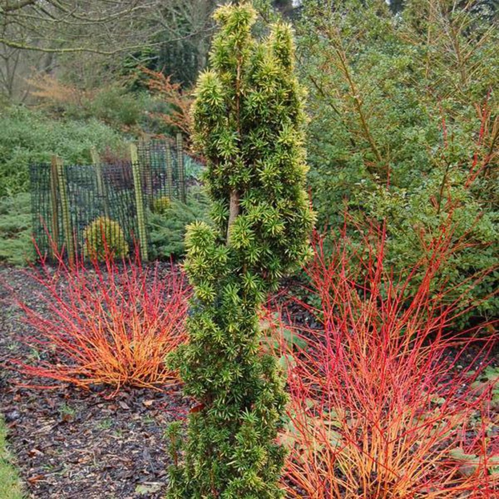 Taxus Baccata Standishii | Yew