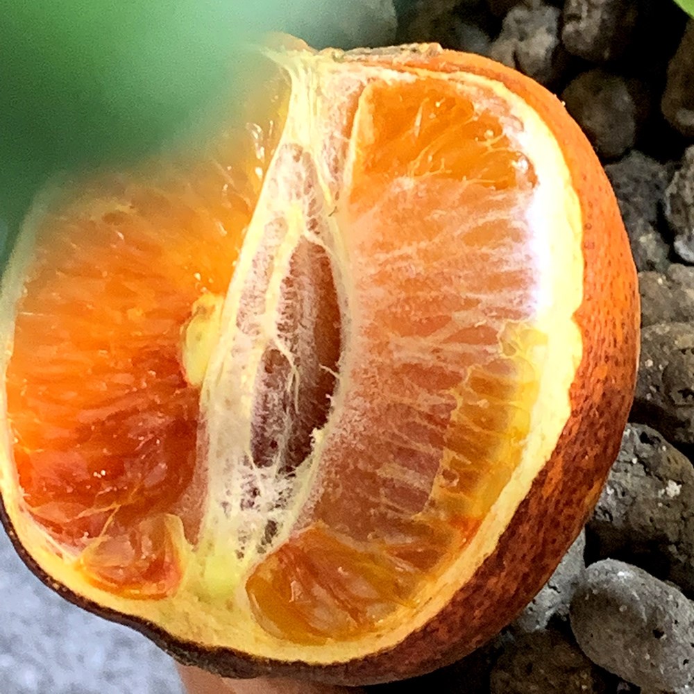Blood Meyer Orange Arcobal | Citrus