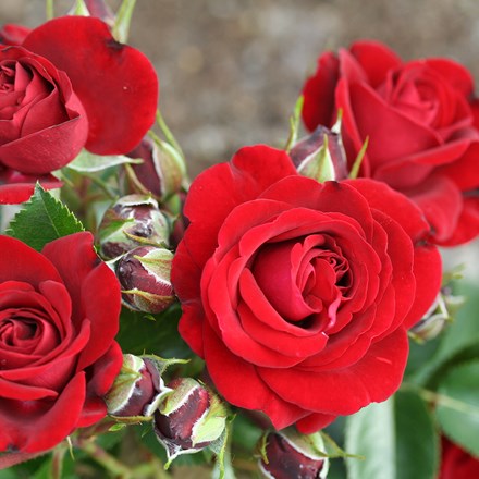 Rosa Ruby Romance | Patio Rose