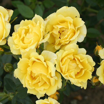 Rosa Yellow Patio | Patio Rose