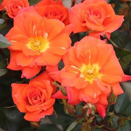 Rosa Sunseeker | Patio Rose