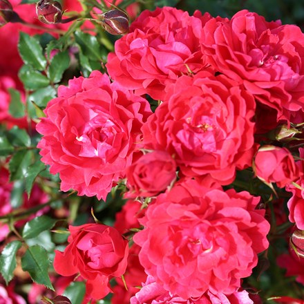 Rosa Raspberry Royale | Patio Rose