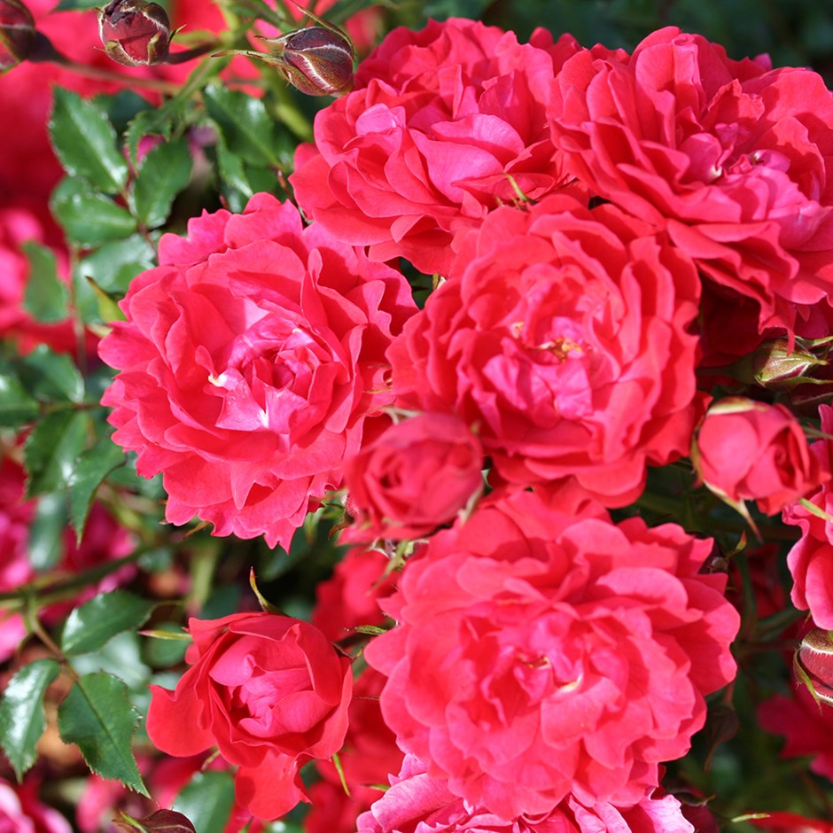 Rosa Raspberry Royale | Patio Rose