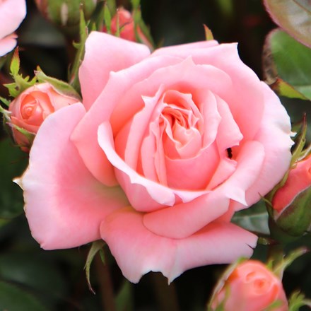 Rosa Flower Power | Patio Rose