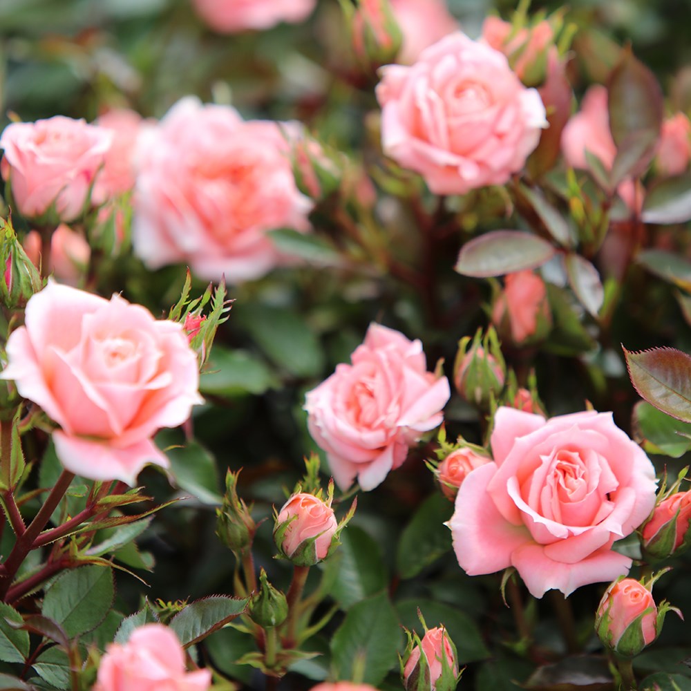 Rosa Flower Power | Patio Rose