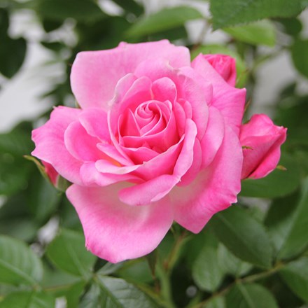 Rosa Carefree Days | Patio Rose