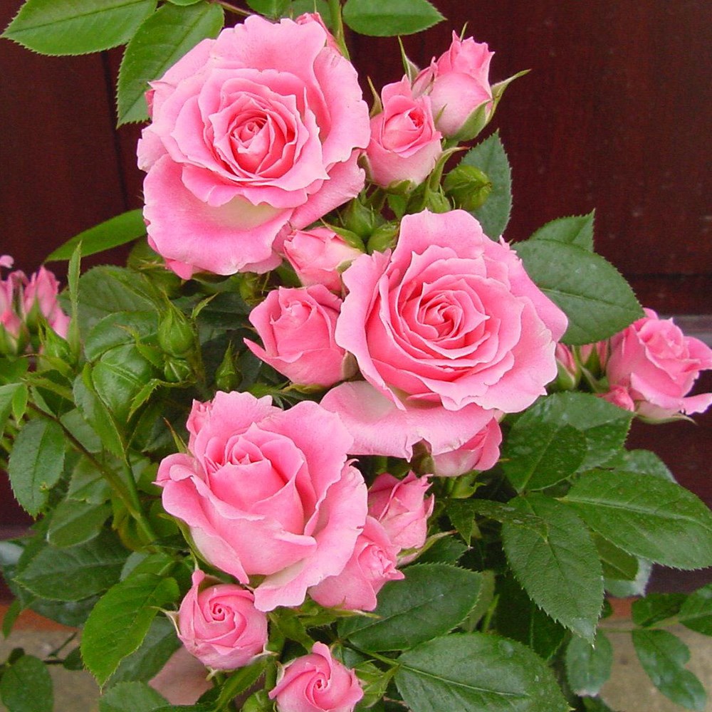Rosa Carefree Days | Patio Rose