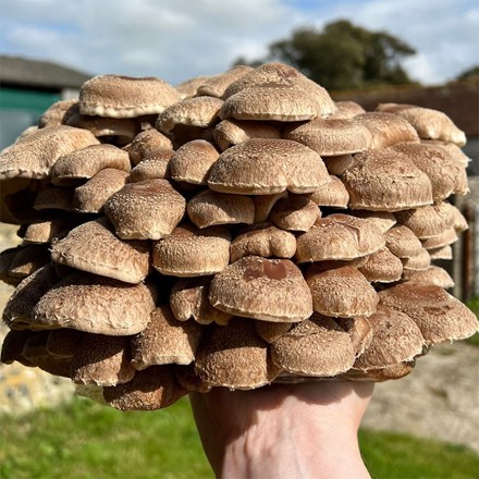 Shiitake Mushrooms