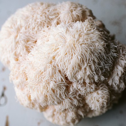 Lions Mane Mushrooms