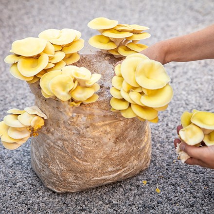 Yellow Oyster Mushrooms