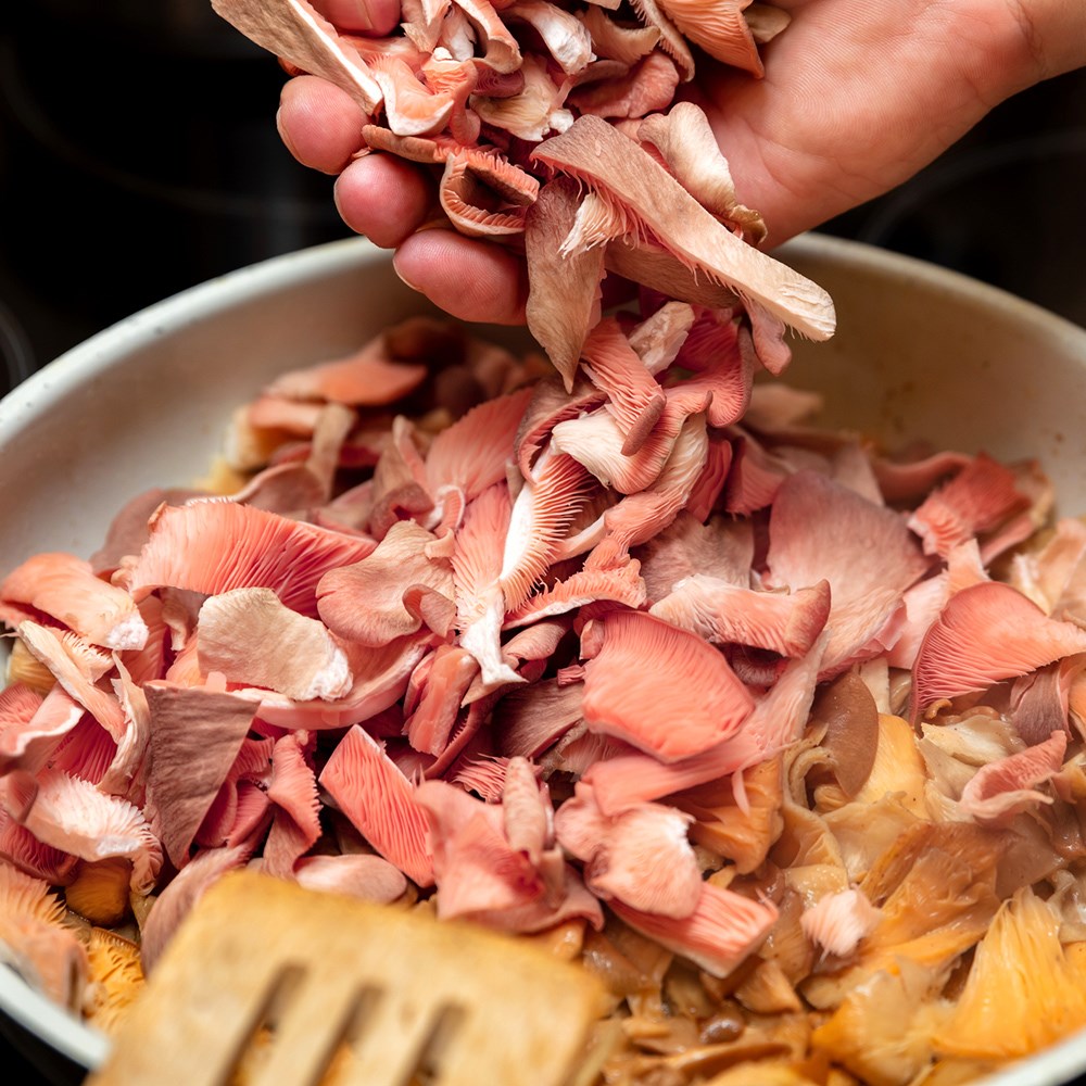 Pink Oyster Mushrooms