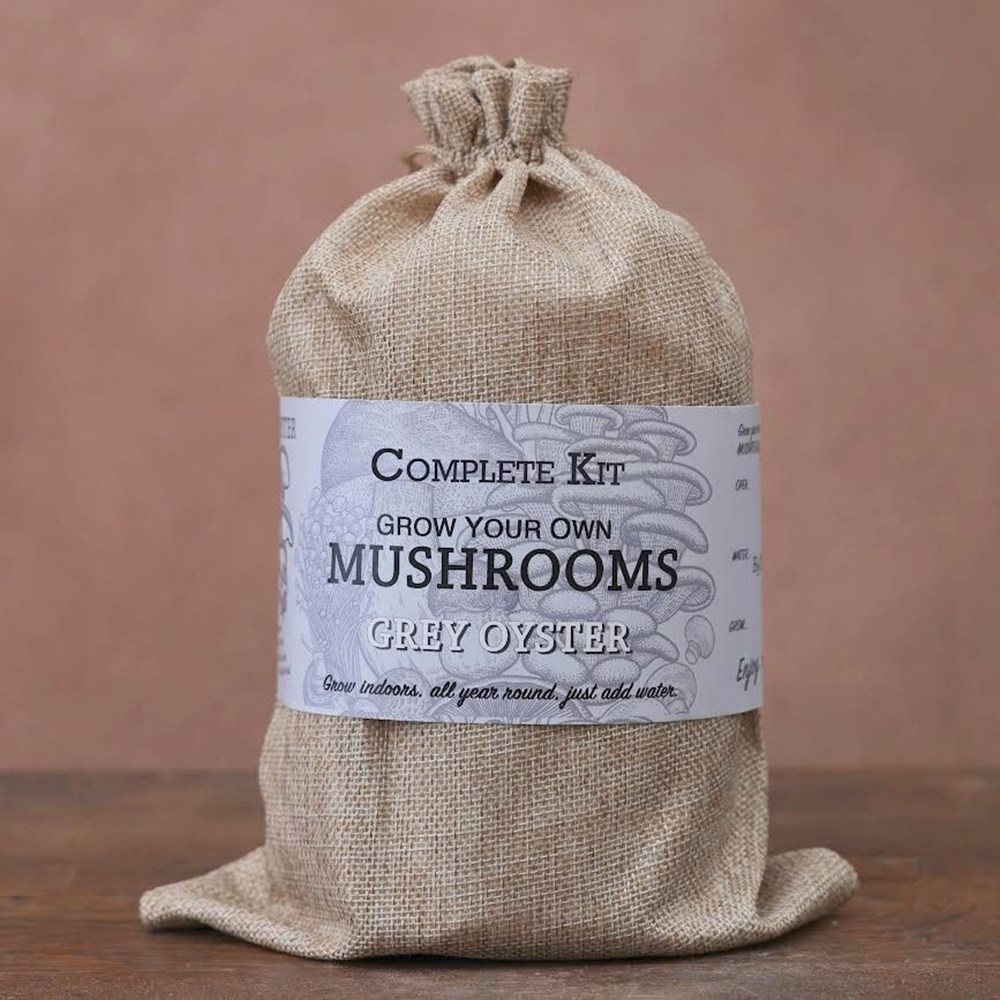 Pink Oyster Mushrooms