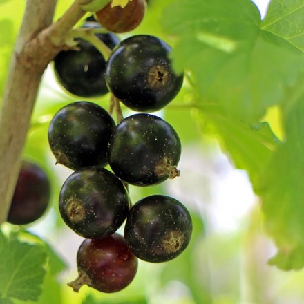 Blackcurrant Ben Lomond