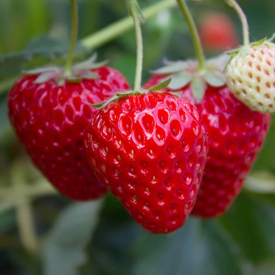 Strawberry Alice | Autumn Season Fruiting