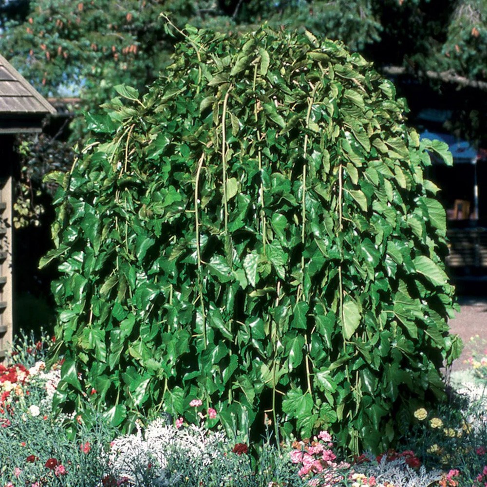 Morus Alba Pendula | Weeping White Mulberry