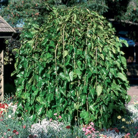 Morus Alba Pendula | Weeping White Mulberry