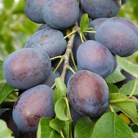 Plum Kulinaria