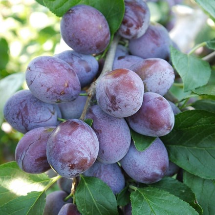 Plum Katinka