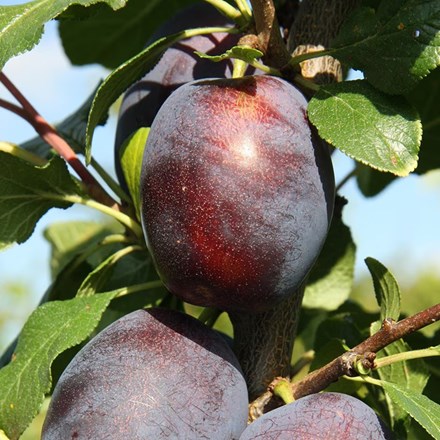 Plum Haganta