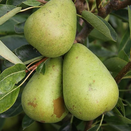 Pear Invincible
