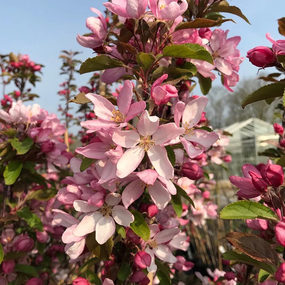 Malus Red Obelisk | Crab Apple