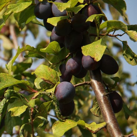 Damson Sweet Prune | Quetsche dAlsace
