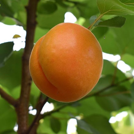 Apricot Robada