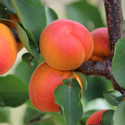 Apricot Kioto